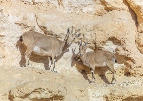 Poszter 42x29,7cm Núbiai ibexek, Assaf Frank