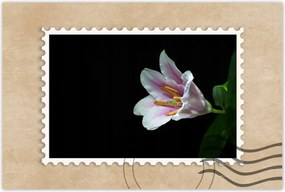 Poszterek 120x80 Virágzó rózsaszín liliom