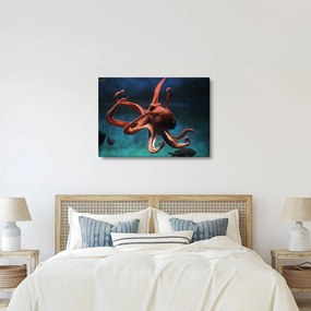 Kép - Octopus (70x50 cm)