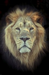 Poszter 53x81cm Oroszlánfej, Assaf Frank
