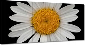 Vászonkép 180x90 Fehér kamillavirágok