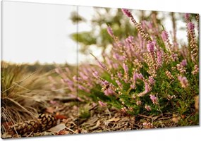 Vászonkép 120x80 Erdei láp Tobozok