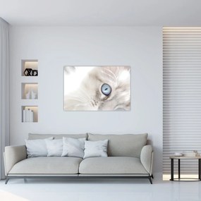 Kép - Kék szemű macska (90x60 cm)