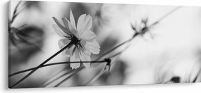 Kép - Fekete-fehér virágok (120x50 cm)