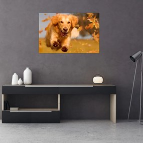 Kép - Golden Retriever (90x60 cm)