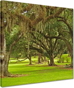 Vászonkép 40x40 Park tölgyfákkal
