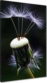 Vászonkép 80x120 Pitypang Virág Virágok