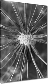 Vászonkép 80x120 Pitypang Virág Virágok