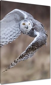 Vászonkép 70x100 Madarak