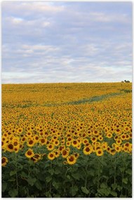 Poszterek 80x120 NapraforgĂł mezĆ
