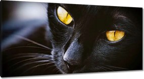 Képek 115x55 Cica Cicák Macskák