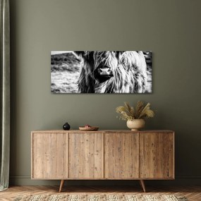 Kép - Highland - skót tehén (120x50 cm)