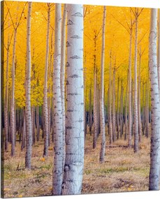 Nyírfa Ősz Sárga levelek vászonkép 80x100 cm