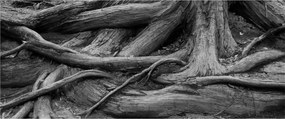 Kép - A fa gyökerei (120x50 cm)
