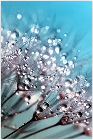 Poszterek 80x120 harmatcseppek Pitypang