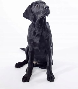 Poszter 30x40cm Fekete labrador, fehér alapon, Assaf Frank