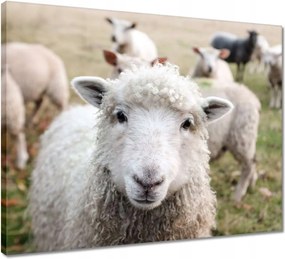 Vászonkép 50x40 Juh legeltetés Bárányok