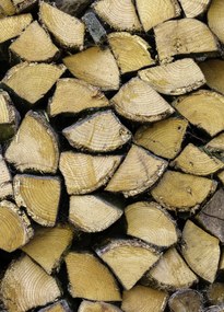 Poszter 39,5x55cm Fa rönkök, Assaf Frank