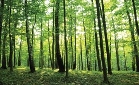 Fotótapéta - Zöld erdő (152,5x104 cm)