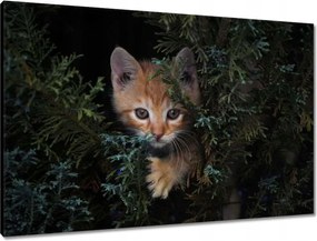 Vászonkép 90x60 Cica