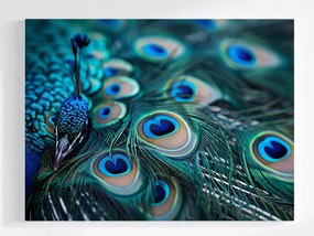 Vászonkép Canvas Természet Makró Fotózás Madár Páva 100x75