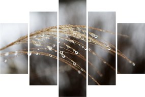 Cseppkép egy növényen (150x105 cm)