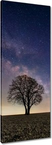 Vászonkép 40x100 Magányos fa és csillagok