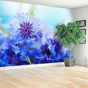 Fotótapéta kék búzavirág 104x70 cm