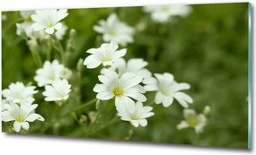 Fotótapéta üvegfalra Tavaszi virágok 100x70