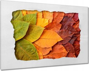 Vászonkép 90x60 Őszi színes levelek Levelek az ősz színeiben