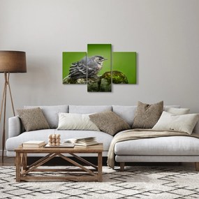 Kép - Légykapó (90x60 cm)