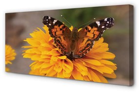 Canvas képek Színes pillangó virág 120x60 cm