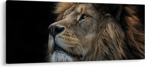 Kép - A fenséges oroszlán (120x50 cm)