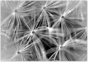 Poszterek 100x70 Pitypang Virág Virágok