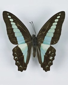 Poszter 40x50cm Pillangó fehér alapon 8, Assaf Frank