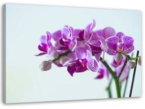 Gario Vászonkép Orchidea ág Méret: 60 x 40 cm