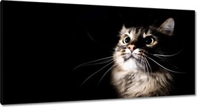 Festmények 115x55 Egy aranyos cica portréja