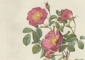 Flizelin tapéta falra Prémium rózsa motívum 208x146 Ragasztó