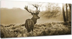 Vászonkép 115x55 Szarvas erdő naplemente