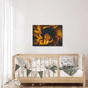 Kép - Napraforgó fekete háttérben (70x50 cm)