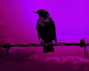 Poszter 76x60,5cm Rejtély sziluett