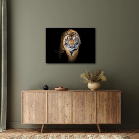 Kép - Tigris (70x50 cm)