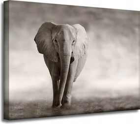 Vászonkép Fekete-fehér Elefánt Pózoló Afrika 40x30 cm