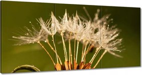 Vászonkép 180x90 Pitypang pitypang