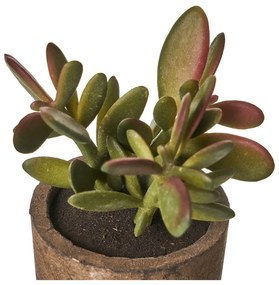 Műnövény szett 4 db-os (magasság 10 cm) Cactus – Casa Selección