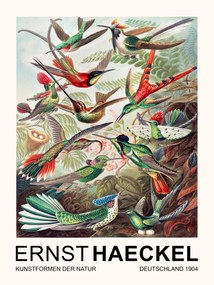 Festmény reprodukció Trochilidae–Kolibris / Birds (Vintage Academia) - Ernst Haeckel, (30 x 40 cm)