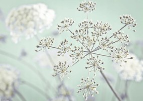 Poszter 29,7x21cm Tehénpetrezselyem virág, Assaf Frank