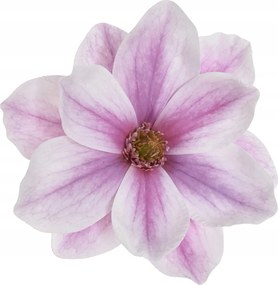 Magnólia Fej Élő Mágnólia Virágok művirág Gumi -na