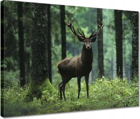 Vászonkép 40x30 Szarvas Erdő Tájkép