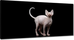 Vászonkép 115x55 Kanadai macska Szfinx